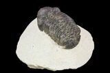 Bargain, Austerops Trilobite - Visible Eye Facets #120028-2
